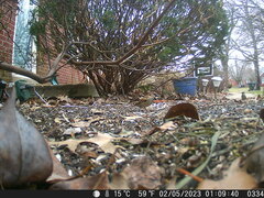 Passer domesticus domesticus