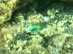 Stethojulis balteata