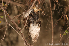 Glaucidium cuculoides