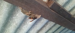 Vespa affinis