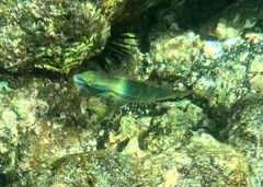 Stethojulis balteata