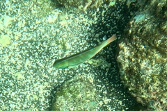 Stethojulis balteata