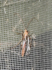 Enicospilus americanus-complex