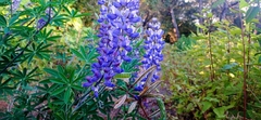 Lupinus montanus