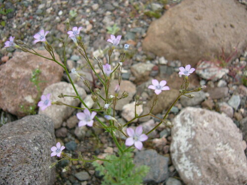Rock gilia (Gilia scopulorum)