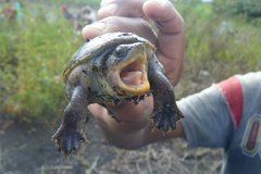 Claudius angustatus