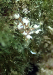 Phyllodesmium