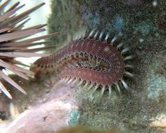Pherecardia striata
