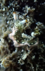 Thuridilla carlsoni