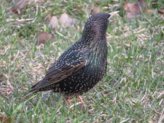 Sturnus vulgaris
