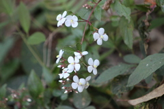 Heterocentron subtriplinervium