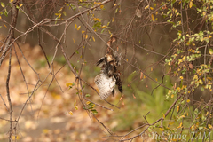 Glaucidium cuculoides