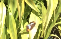 Adelpha iphicleola iphicleola