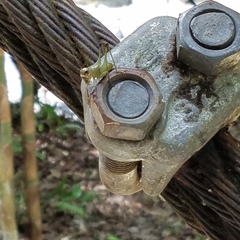 Lipotactes azuriventer