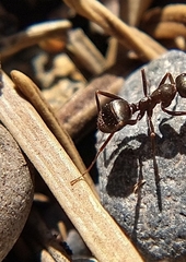 Formica fusca