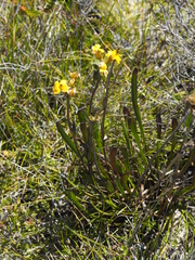 Goodenia stelligera
