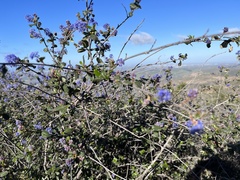 Ceanothus tomentosus