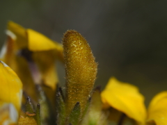 Goodenia stelligera