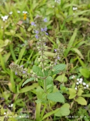 Salvia plebeia