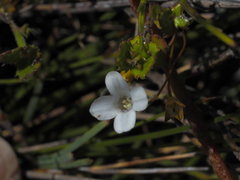 Mitrasacme polymorpha