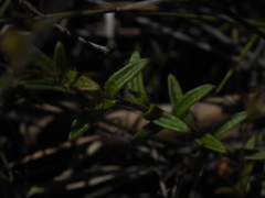 Mitrasacme polymorpha