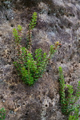Epacris crassifolia