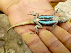 Cursorial Spiny Lizard photo 2