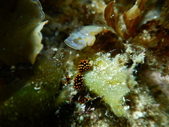 Stiliger aureomarginatus