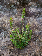 Epacris crassifolia