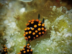 Stiliger aureomarginatus