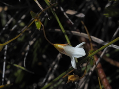 Mitrasacme polymorpha