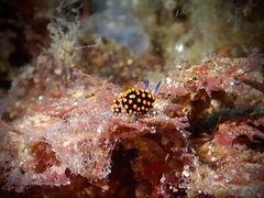 Stiliger aureomarginatus