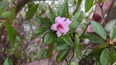 Rhododendron breviperulatum