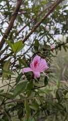 Rhododendron breviperulatum