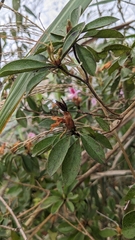 Rhododendron breviperulatum