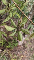 Rhododendron breviperulatum