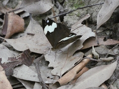 Heteronympha mirifica