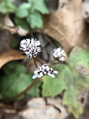 Erigenia bulbosa