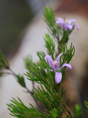 Philotheca salsolifolia