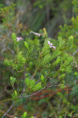 Philotheca salsolifolia