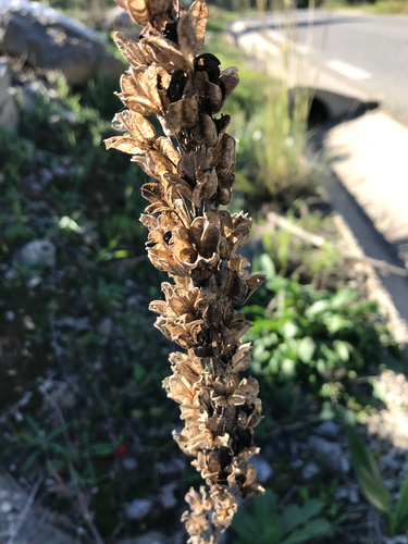 sea squill