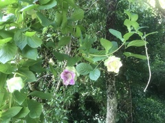 Cobaea scandens