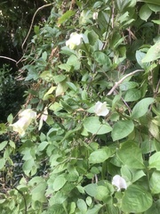 Cobaea scandens