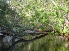 Trachemys scripta elegans
