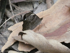Heteronympha mirifica