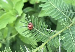 Solanophila paykullii