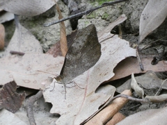 Heteronympha mirifica