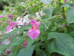 Impatiens textorii