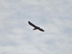Haliaeetus pelagicus