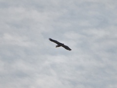 Haliaeetus pelagicus